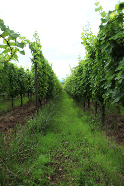 化学肥料などを使わないため、土には弾力性があり、まるで絨毯のようである。自然派ワインの多くの畑がこのような特徴を持つ